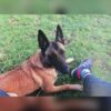 İstanbul Pendik Dişi Belçika Malinois Köpek Kayıp