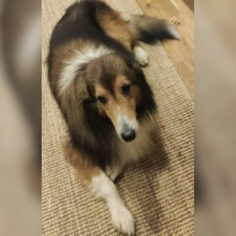 İstanbul Çatalca Collie Lessi Köpek Kayıp