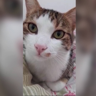 İstanbul Bahçelievler Soğanlı Kedi Kayıp