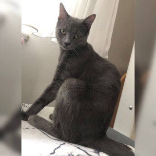 İstanbul Esenler Russian Blue Kedi Kayıp