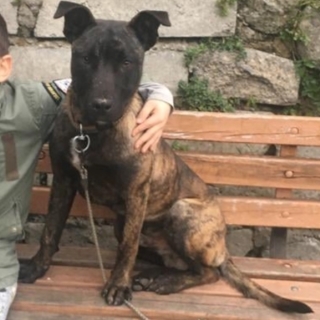 İstanbul Eyüp Alibeyköy Karadolap Tiger Köpek Kayıp