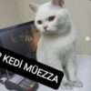 İstanbul Kağıthane British Shorthair Kedi Kayıp