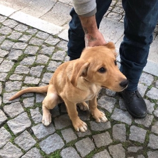 İstanbul Kağıthane Golden Köpek