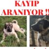 İstanbul Eyüp Akşemsettin Kangal Köpek Kayıp