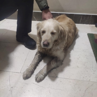 İstanbul Eyüp Golden Retriever Bulundu Sahibi Aranıyor