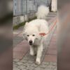 İstanbul Kağıthane Samoyed Köpek