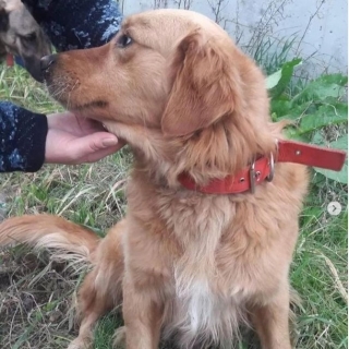 İstanbul Kağıthane Golden Retriever Köpek