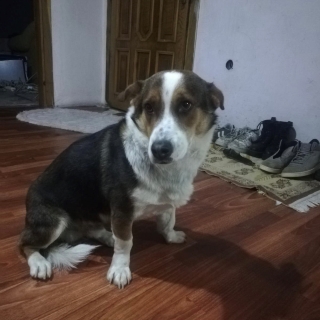 İstanbul Kağıthane Köpek Bulundu Sahibi Aranıyor