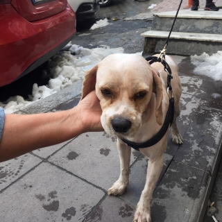 İstanbul Kağıthane Köpek Bulundu