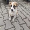 İstanbul Kağıthane Köpek Yuva