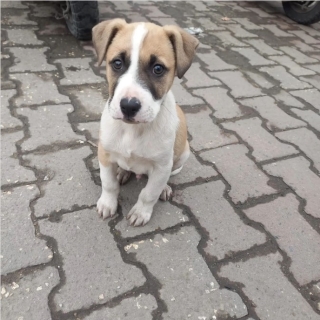 İstanbul Kağıthane Köpek Yuva