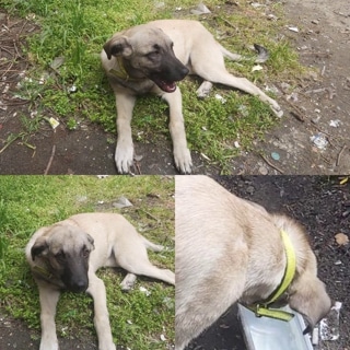 İstanbul Eyüp Köpek Bulundu