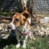 İstanbul Kağıthane Jack Russel Yuva