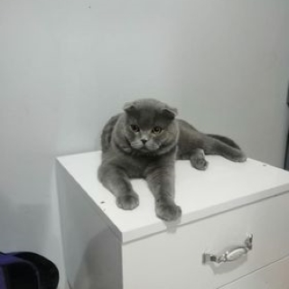 İstanbul Eyüp Akşemsettin Scottish Fold Kedi Kayıp