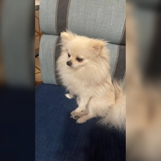 İstanbul Eyüp Alibeyköy Erkek Pomeranian Köpek Leo Kayıp