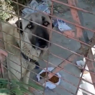 İstanbul Kağıthane Kangal Köpek Yuva