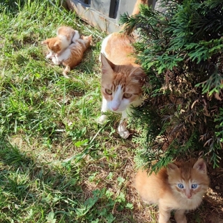 İstanbul Alibeyköy Yavru Kedi Yuva