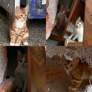 İstanbul Bağcılar Kedi Yuva