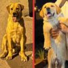 İstanbul Beylikdüzü Kavaklı Labrador Köpek Kayıp