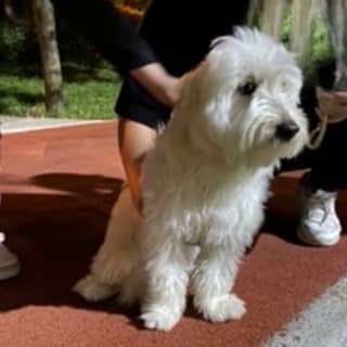 İstanbul Eyüp Alibeyköy Terrier (Teriyer) Köpek