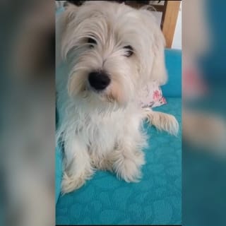 İstanbul Eyüp Alibeyköy Maltipoo Köpek