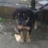 İstanbul Eyüp Rami Rottweiler Köpek