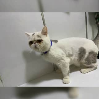 İstanbul Rami Exotic Shorthair Kedi yuva