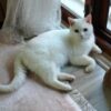 İstanbul Kaynarca Pendik British Shorthair Kedi Kayıp