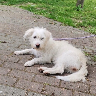 Kırklareli Terrier (Teriyer) Köpek Yuva