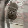 Tekirdağ Çerkezköy Scottish Fold Kedi Kayıp