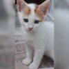 İstanbul Esenler Yavru Kedi Yuva