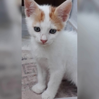 İstanbul Esenler Yavru Kedi Yuva