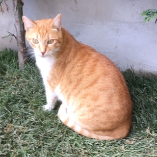 İstanbul Eyüp Alibeyköy Sarman Kedi Kayıp