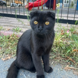 İstanbul Eyüp Karadolap Scottish Fold Kedi