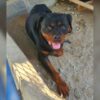 İstanbul Kağıthane Rottweiler Köpek Yuva Arıyor