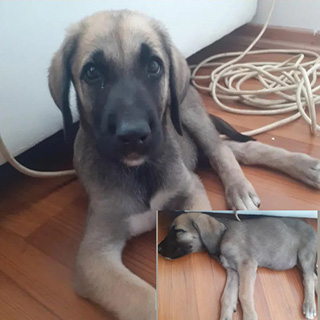 İstanbul Kartal Dişi Köpek Yuva