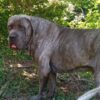 Yalova Çınarcık Cane Corso Köpek Kayıp