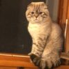 Yalova Çınarcık Scottish Fold Kedi Kayıp