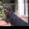 Bursa Yıldırım Dişi Rottweiler Yuva