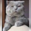 İstanbul Kağıthane Çağlayan ScottishFold Kayıp