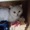 İstanbul Mecidiyeköy Gülbağ British Shorthair Kedi Bulundu