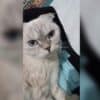 Ankara Altındağ Scottish Fold Kedi Kayıp