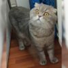 İstanbul Esenyurt Scottish Fold Kedi