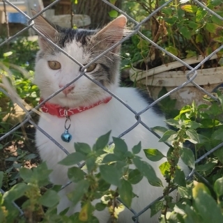 İstanbul Eyüp Emniyettepe Kedi Bulut Kayıp