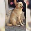 İstanbul Gaziosmanpaşa Labrador Köpek Kayıp