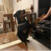 İstanbul Kağıthane Rottweiler Yuva