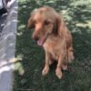 İstanbul Ümraniye Golden Köpek Kayıp