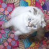 Ankara Yenimahalle Scottish Fold Kedi Kayıp