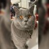 İstanbul Bahçelievler Erkek British Shorthair Kedi Kayıp