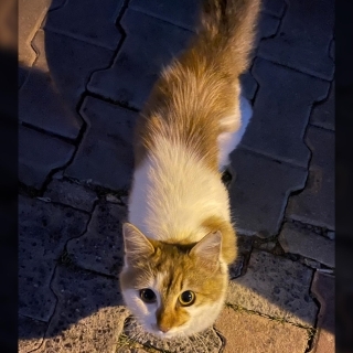 İstanbul Beykoz Dişi Kedi Bulundu Sahibi Aranıyor